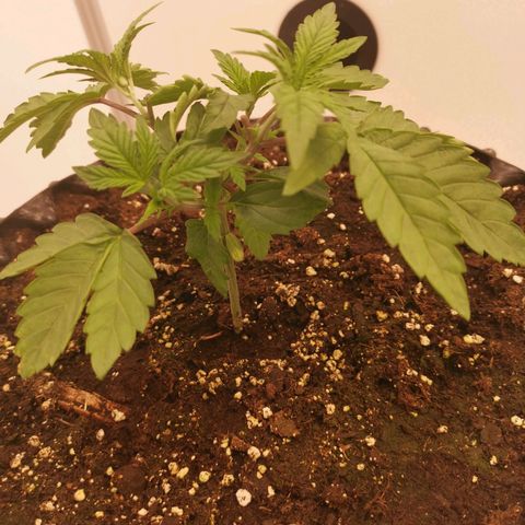 Polar Gelato growlog timeline photo