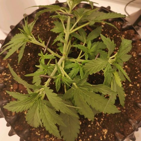 Green Crack growlog timeline photo