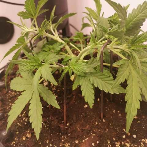 Green Crack growlog timeline photo