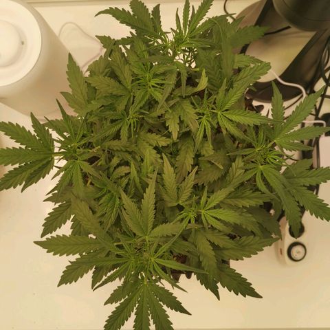 Green Crack growlog timeline photo