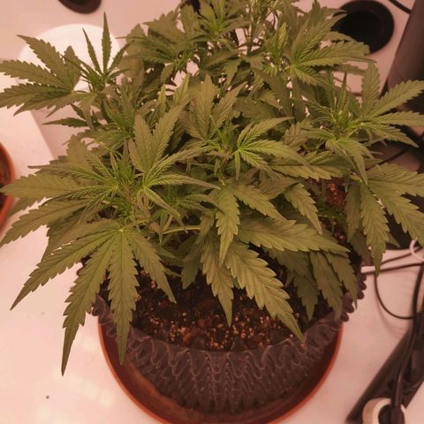 Green Crack growlog timeline photo