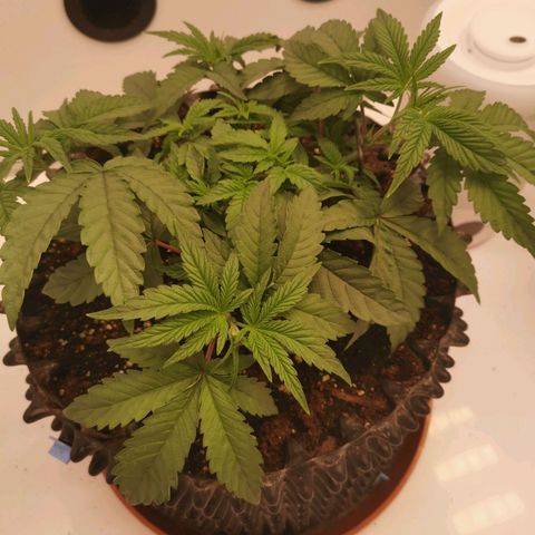 Polar Gelato growlog timeline photo