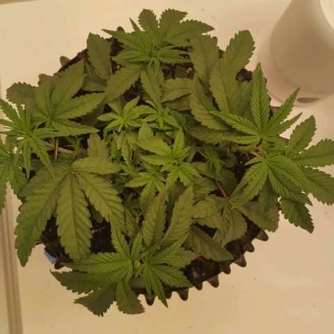 Polar Gelato growlog timeline photo