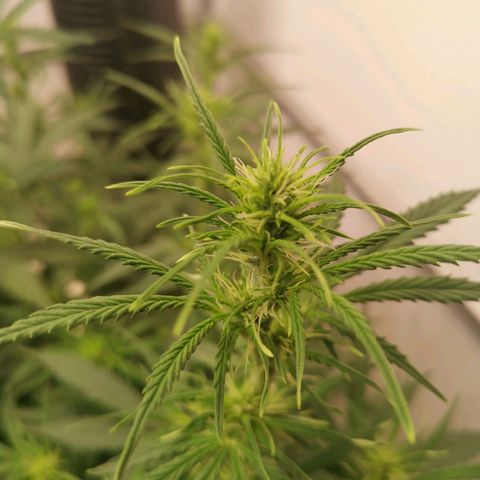 Green Crack growlog photo: starts flowering already during vag phase. no top cutting needed, very bushy