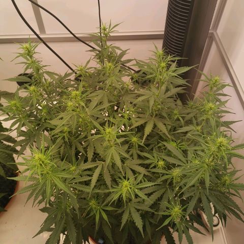 Green Crack growlog photo: starts flowering already during vag phase. no top cutting needed, very bushy