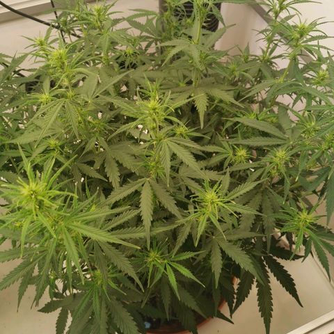 Green Crack growlog photo: starts flowering already during vag phase. no top cutting needed, very bushy