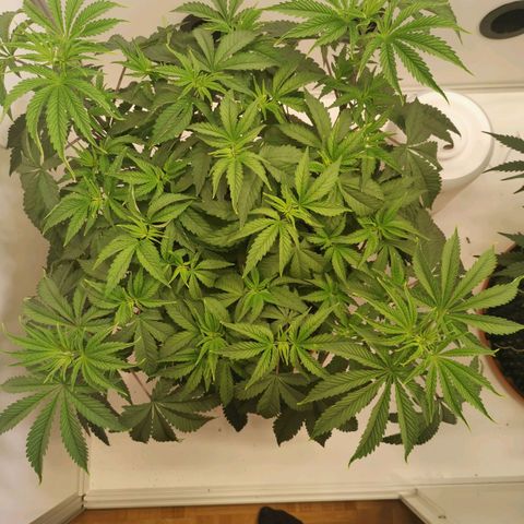 Polar Gelato growlog timeline photo