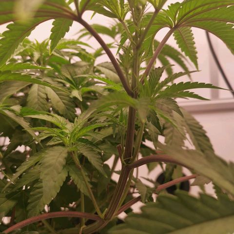 Polar Gelato growlog timeline photo