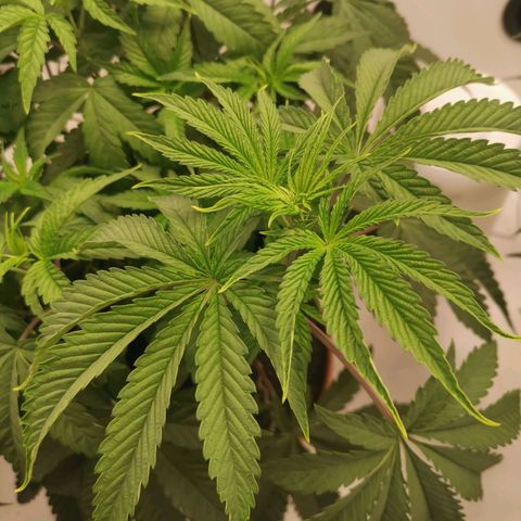 Polar Gelato growlog timeline photo