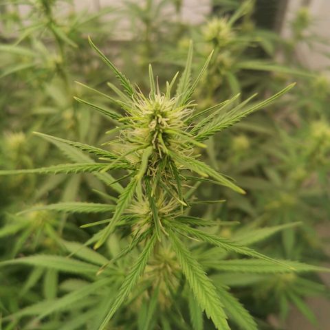 Green Crack growlog timeline photo