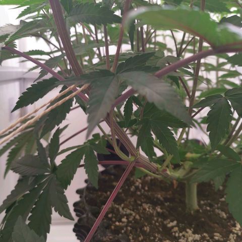 Polar Gelato growlog timeline photo