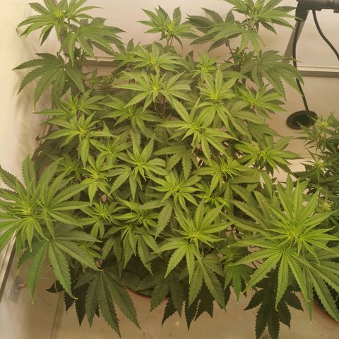 Polar Gelato growlog timeline photo
