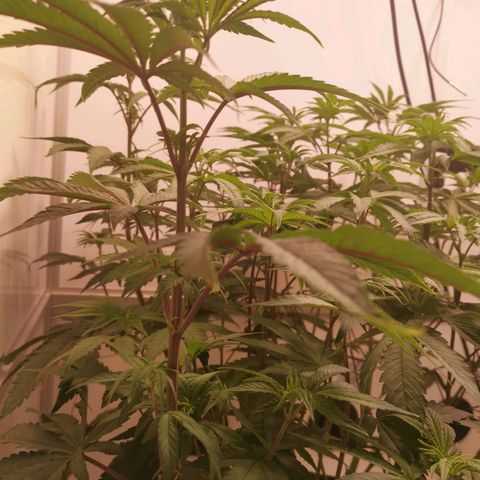 Polar Gelato growlog timeline photo
