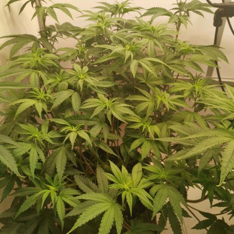 Polar Gelato growlog timeline photo