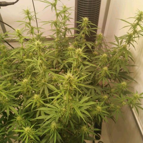 Green Crack growlog timeline photo