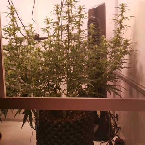 Green Crack growlog timeline photo