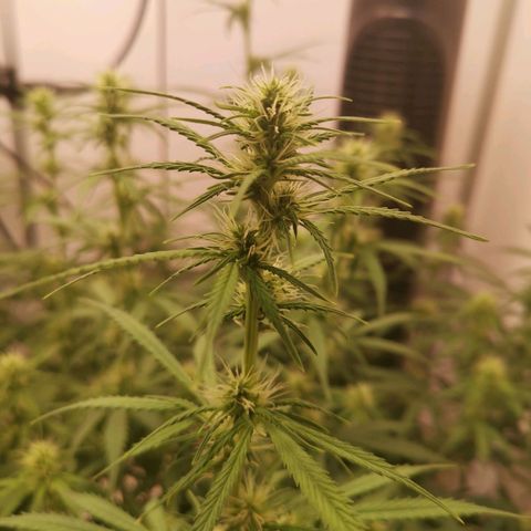 Green Crack growlog timeline photo