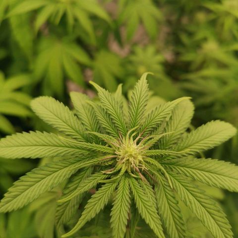Polar Gelato growlog timeline photo