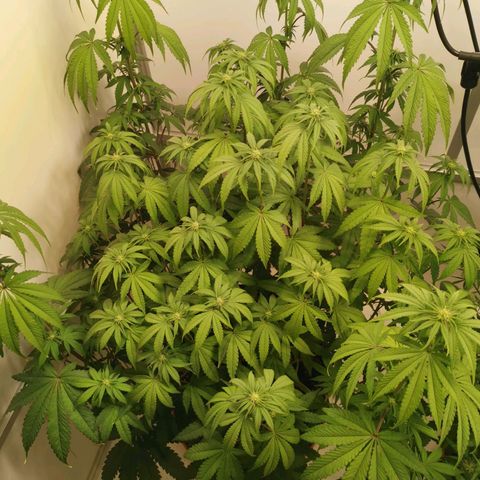 Polar Gelato growlog timeline photo