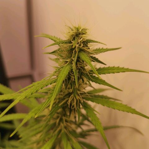 Green Crack growlog timeline photo