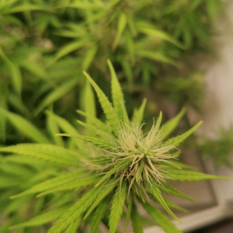 Green Crack growlog timeline photo