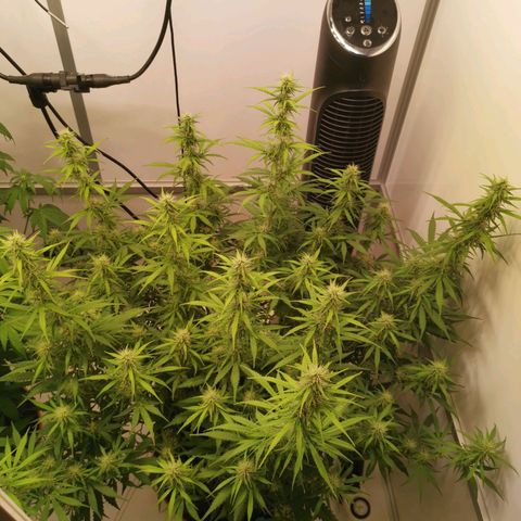 Green Crack growlog timeline photo