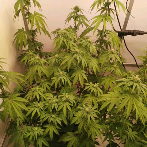 Polar Gelato growlog timeline photo