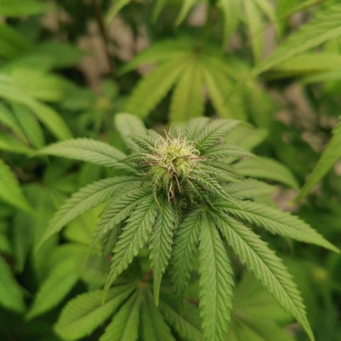 Polar Gelato growlog timeline photo
