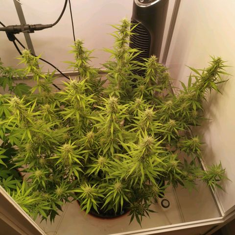 Green Crack growlog timeline photo