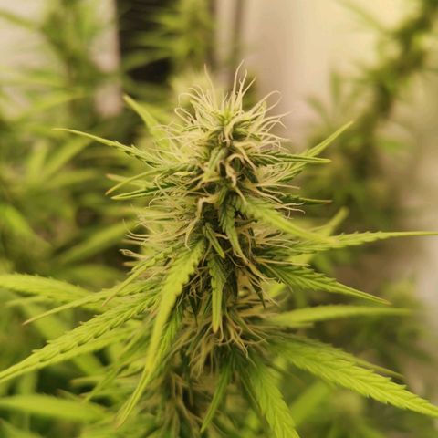 Green Crack growlog timeline photo