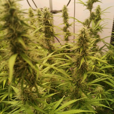 Green Crack growlog timeline photo