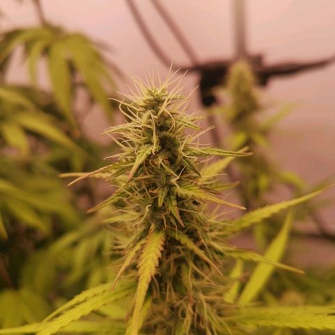 Green Crack growlog timeline photo