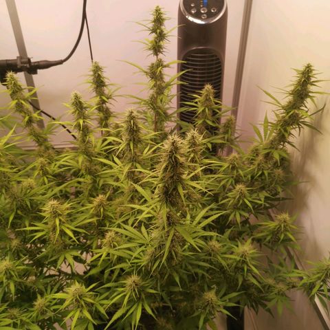 Green Crack growlog timeline photo