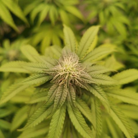 Polar Gelato growlog timeline photo