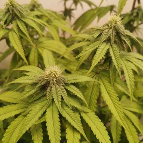 Polar Gelato growlog timeline photo