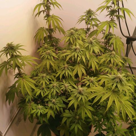 Polar Gelato growlog timeline photo