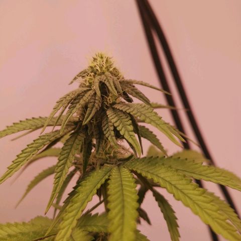 Polar Gelato growlog timeline photo