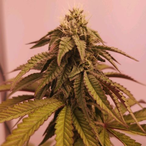 Polar Gelato growlog timeline photo