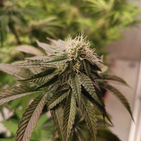 Polar Gelato growlog timeline photo