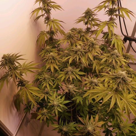 Polar Gelato growlog timeline photo