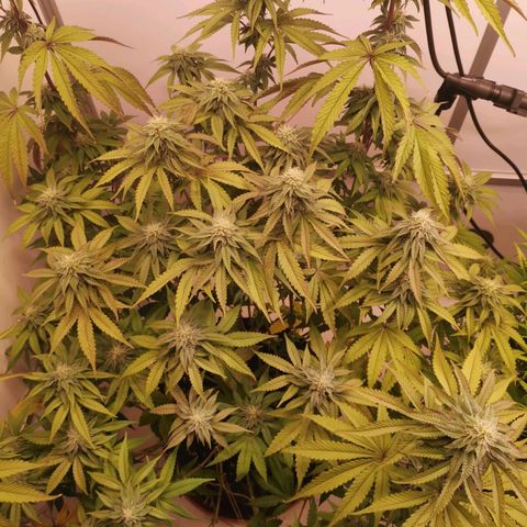 Polar Gelato growlog timeline photo