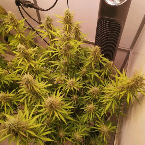 Green Crack growlog timeline photo