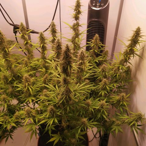 Green Crack growlog timeline photo