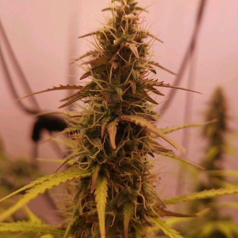 Green Crack growlog timeline photo