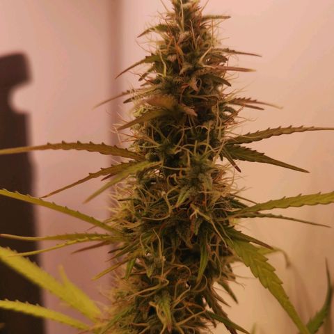 Green Crack growlog timeline photo