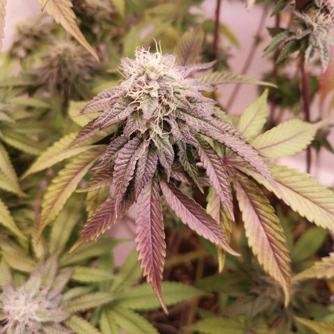 Polar Gelato growlog timeline photo