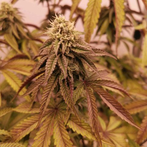 Polar Gelato growlog timeline photo