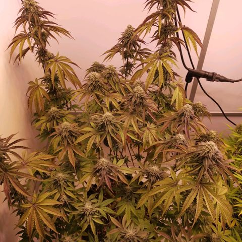 Polar Gelato growlog timeline photo