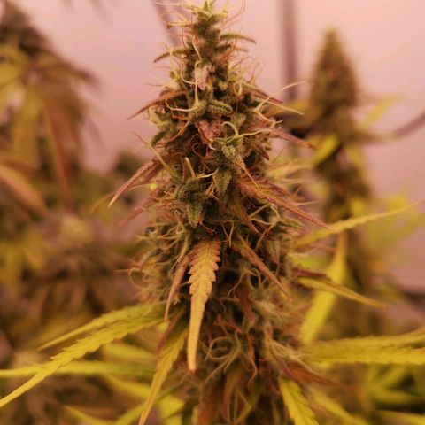 Green Crack growlog timeline photo