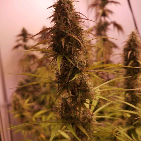 Green Crack growlog timeline photo